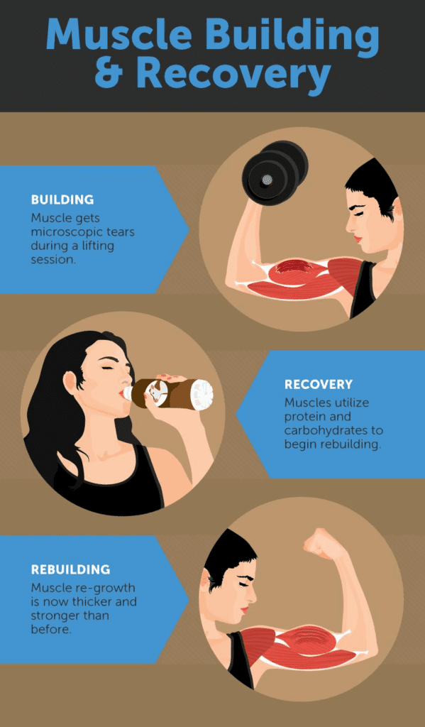 muscle building and recovery